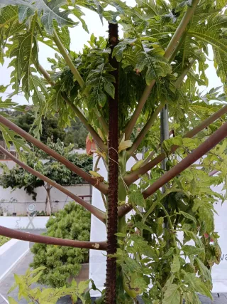 Planta de Papaya