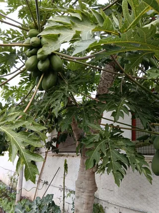 Planta de Papaya