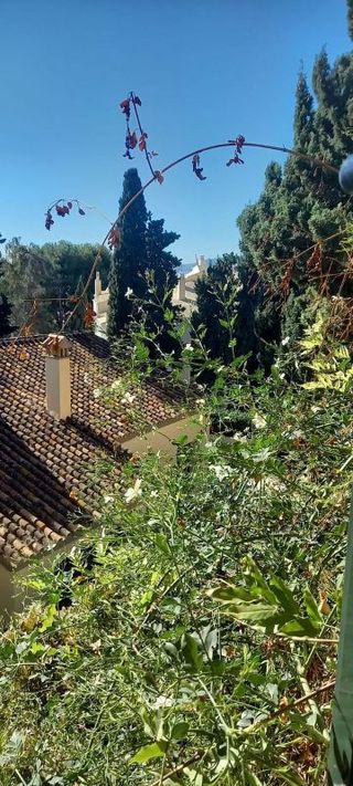 Piso en alquiler en El Mayorazgo - El Limonar en Málaga