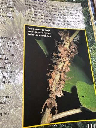 Bichos, enciclopedia completa. (5)