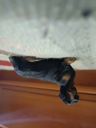 Figura miniatura Perro Salchicha Negro y Marrón