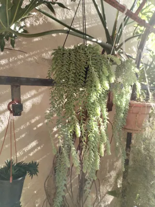 Pianta Sedum Morganianum (Coda di Burro)