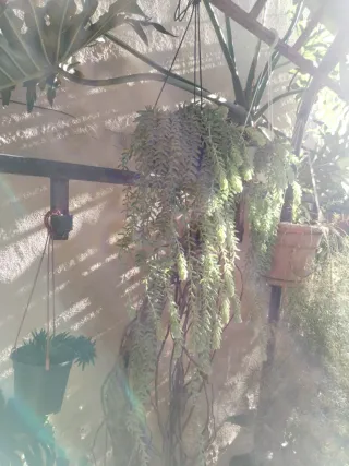 Pianta Sedum Morganianum (Coda di Burro)