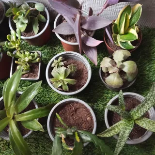 Lote 12 plantas suculentas + regalo