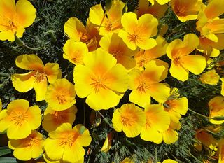 SET 6 bustine (4 + 2 GRATIS) Balcone Sole & Mare