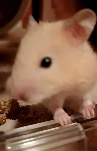 Cuidador y paseo de mascotas