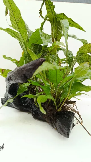 Rama y helecho acuario madera