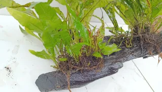 Rama y helecho acuario madera