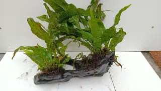 Rama y helecho acuario madera