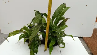 Rama y helecho acuario madera