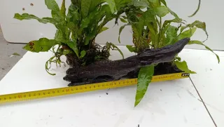 Rama y helecho acuario madera