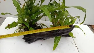 Rama y helecho acuario madera