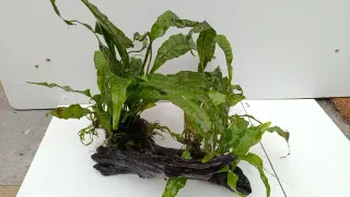 Rama y helecho acuario madera