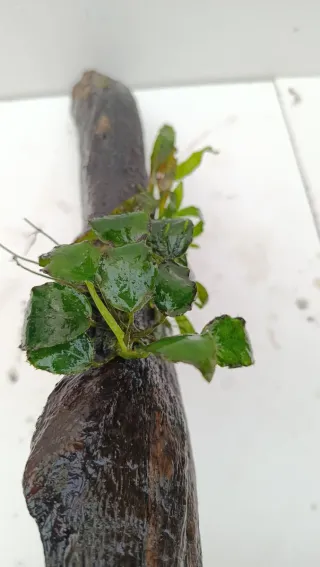 Rama con Anubia y Microsorum