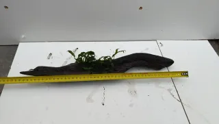 Rama con Anubia y Microsorum