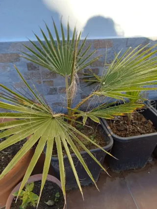 Palmera Washingtonia en Maceta