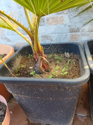 Palmera Washingtonia en Maceta