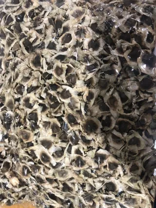 50 Semillas de Moringa Oleifera