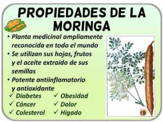 50 Semillas de Moringa Oleifera