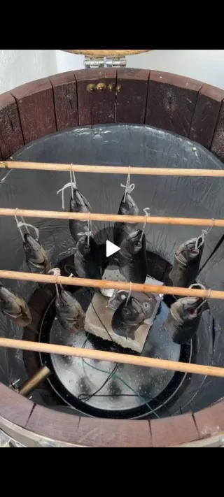 Affumicatore barile vino barbecue pesce affumicato