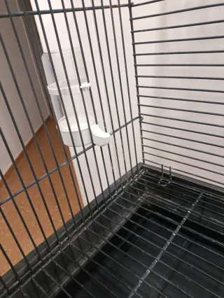 Jaula grande para loro, ninfas