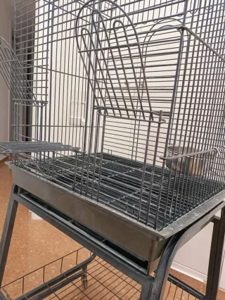 Jaula grande para loro, ninfas