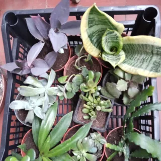 Lote 12 Plantas Suculentas Variadas + Regalo
