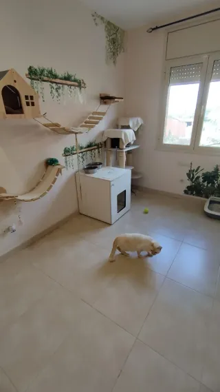 Conjunto juego gatos madera y tela