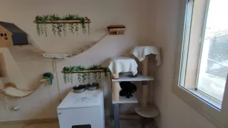 Conjunto juego gatos madera y tela