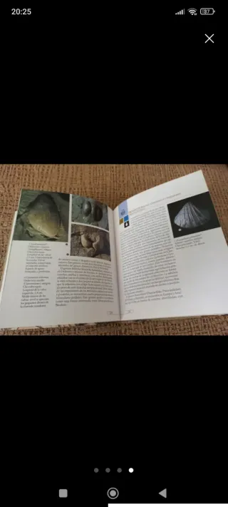 Fósiles (Enciclopedia De La Ciencia) (Spanish E...