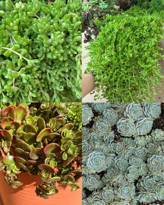 Lote personalizado Ana María