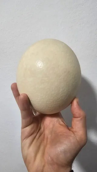 Huevo de avestruz decorativo