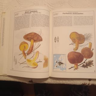 El gran libro de las setas.