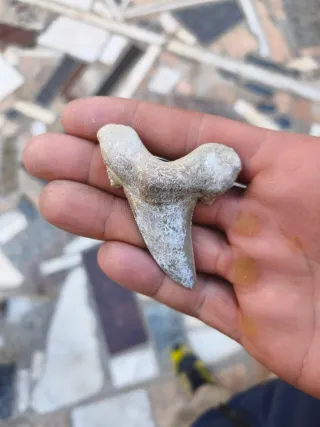 Diente de tiburón fósil