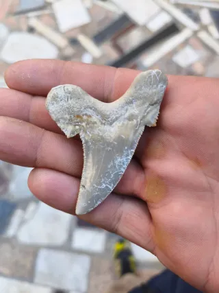 Diente de tiburón fósil