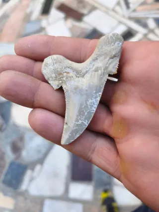 Diente de tiburón fósil