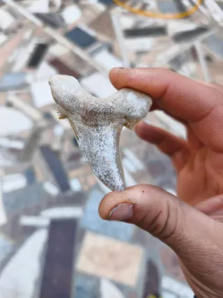 Diente de tiburón fósil