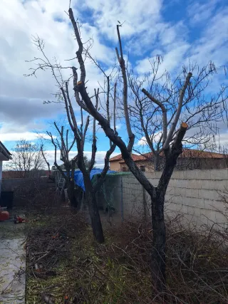 Servicios de jardinería