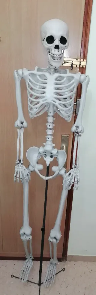 Esqueleto Decorativo 1.60m con Soporte