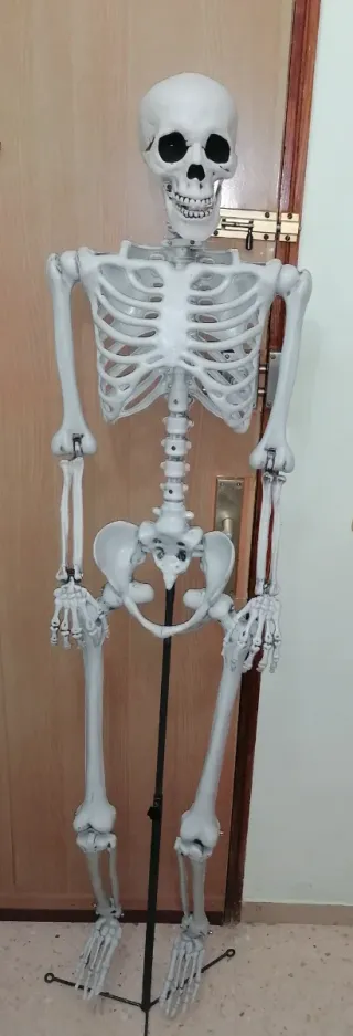 Esqueleto Decorativo 1.60m con Soporte