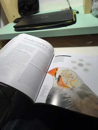 La extraordinaria inteligencia de las aves