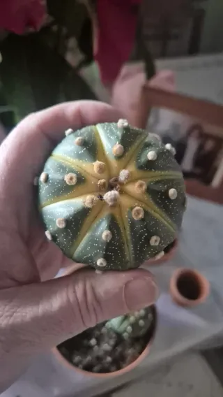 Cactus Astrophytum Asterias Variegata 6 ctm