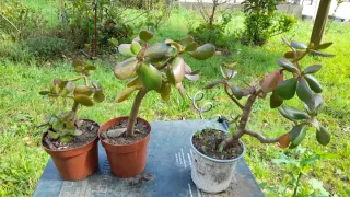 Árbol de Jade en maceta