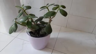 Árbol de Jade en maceta