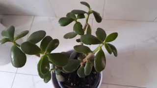 Árbol de Jade en maceta