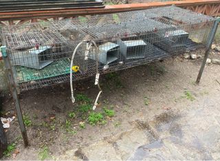 Jaula para conejos multi-nivel