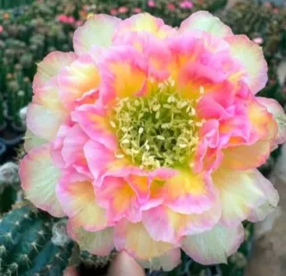 Cactus Lobivia Niki53, fiore rosa e giallo