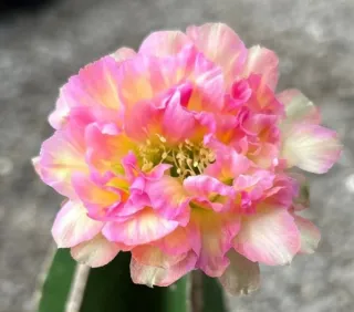 Cactus Lobivia Niki53, fiore rosa e giallo