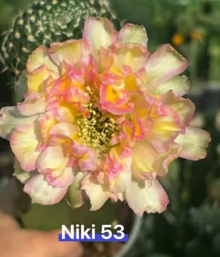 Cactus Lobivia Niki53, fiore rosa e giallo