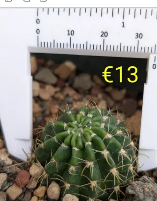 Cactus Lobivia Niki53, fiore rosa e giallo